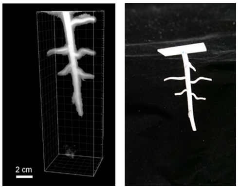 植物根部の生長の３Ｄ可視化